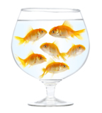 animals_goldfish_fish_pets_gol