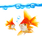 animals_goldfish_fish_swimming