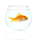 animals_goldfish_fish_pets_gol