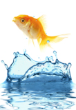 water_goldfish_fish_nature_ani