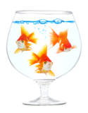 animals_goldfish_fish_pets_gol