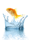 water_goldfish_fish_nature_ani