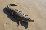 крокодил,_животн