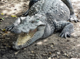 крокодил,_аллига
