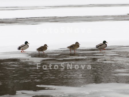 утки,_снег,_селез