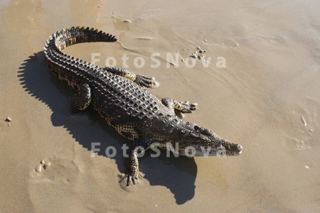 крокодил,_животн