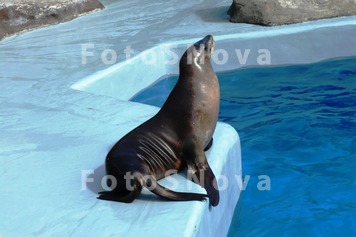 дельфин,море,кот