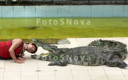 крокодил,_аллига