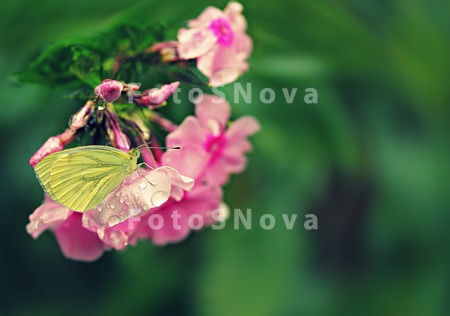 цветок,_бабочка,_