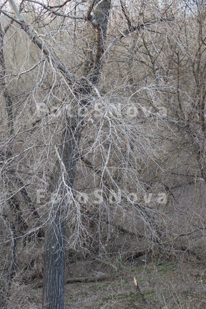 Thicket_bushes_growth_wild_lon