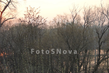 Thicket_bushes_growth_wild_lon
