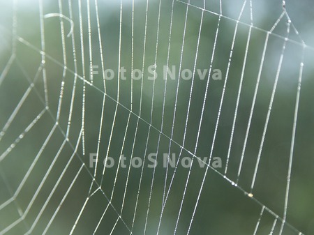 macro,_insect,_,_dew,_spider,_