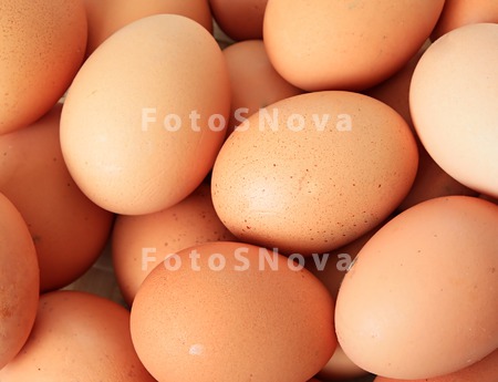 egg_food_animal_on_brown_raw_n