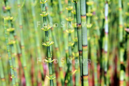 green_plant_horsetail_closeup_