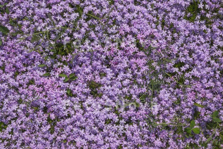 tsvetyi,_rasteniya,_klumba,_me