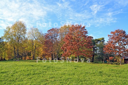 acre_area_autumn_bare_black_bl