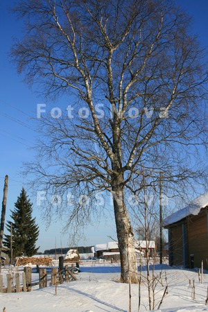Selo,_selskaya,_Sever,_derevy