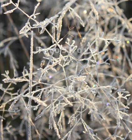 grass;white;background;black_l