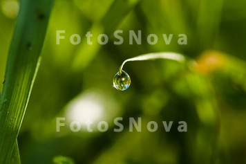 drop,_dew,_herb