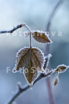 Winter_leaf_rime