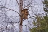 skvorechnik,_kormushka,_domik,