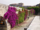 мост,_цветы,_фиол