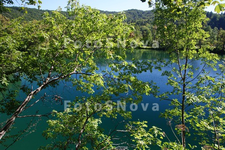 beautiful,_beauty,_branch,_bus