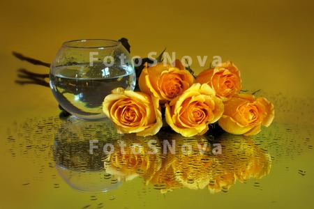 цветы_розы_желты