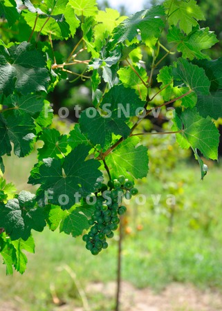 selskoe_hozyaystvo,_fon,_grozd