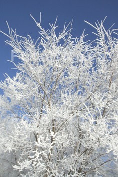 Siberia,winter,frost,_snow,tre