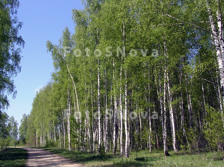 derevo,_zelenyie_derevya,_les,