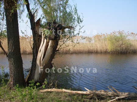 Derevo._brevno,_kamyish,_prud,