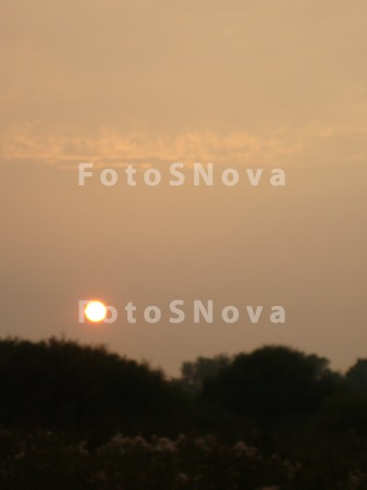 Derevya,_ognenyiy_shar_solnt