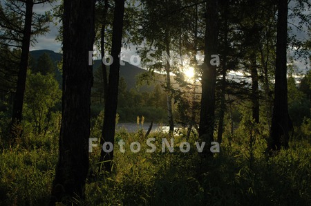 Sibir,_tayga,_zakat.