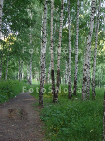 Park,_trava_zelenaya,_berezyi,