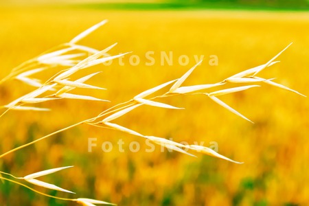 meadow_gold_plant_rural_yellow