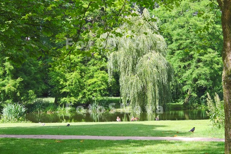 park_pond_water_lake_green_nat