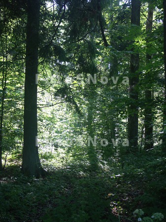 landscape,_nature,_forest,_sun