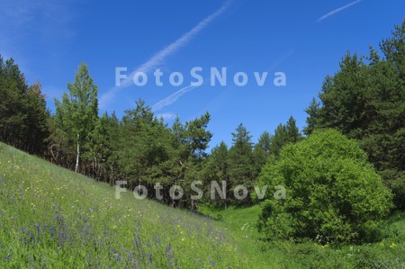 les,_derevya,_trava,_nebo,_gol