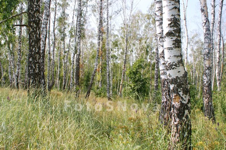 berezovaya,_roscha,_les,_derev