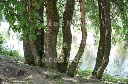 les,_voda,_u_reki,_bereg,_dere