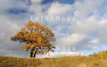 derevo,_osen,_listva,_jeltaya,