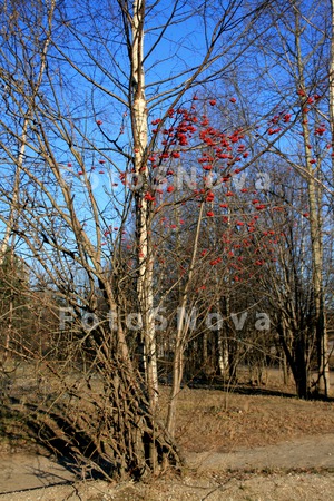Ryabina,_derevo,_yagodyi,_groz