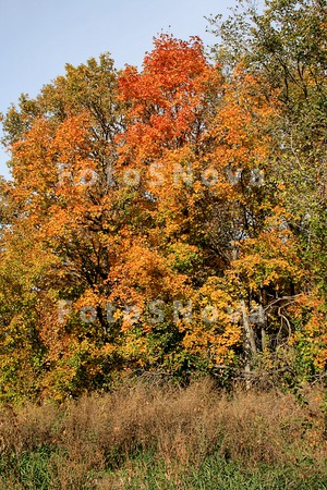 Listya,_derevya,_osen,_jeltyie