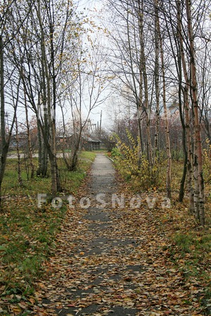 Listya,_derevya,_bereza,_ryabi