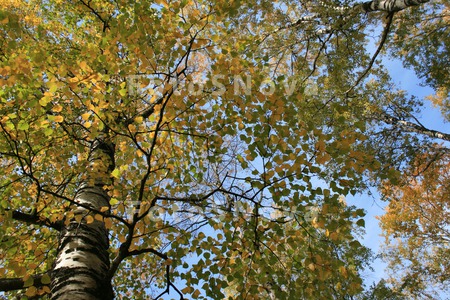 Kronyi._derevya,_listya._osen,