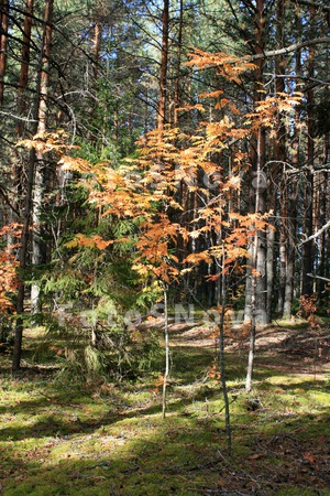 Listya,_derevya,_osen,_jeltyie