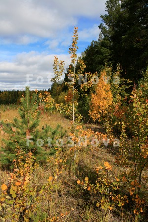 Listya,_derevya,_osen,_jeltyie