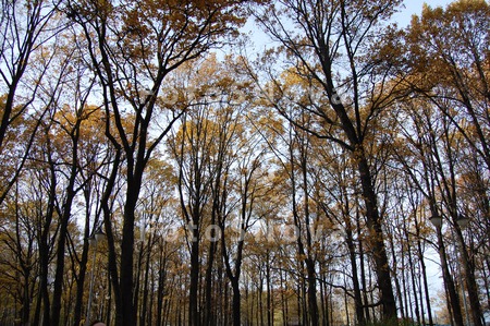 derevya,_osen