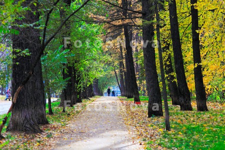 osen,_park,_priroda,_rasteniya